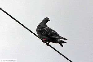 Bild: bfduesseldorfhbf_bk1508180104.jpg - anklicken zum Vergrößern