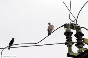 Bild: bfludwigshafenoggersheim_e0022049.jpg - anklicken zum Vergrößern