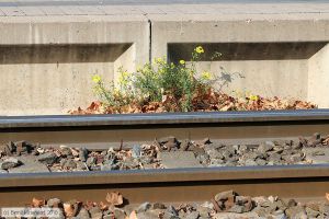 Bild: ludwigshafenanlagen_bk1810100001.jpg - anklicken zum Vergrößern Bild: ludwigshafenanlagen_bk1810100001.jpg - anklicken zum Vergrößern