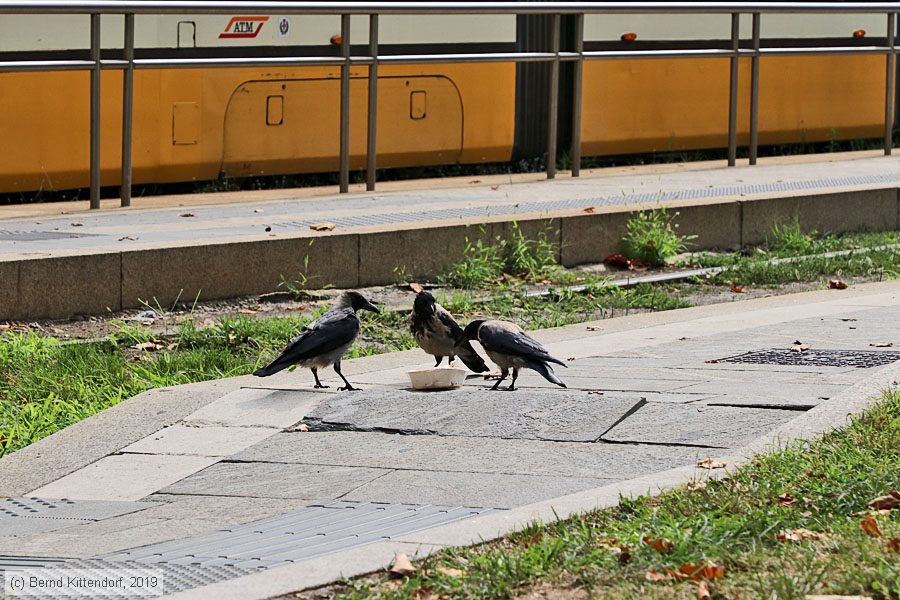 Tram Milano - Anlagen
/ Bild: milanoanlagen_bk1908290017.jpg