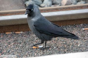 Bild: goeteborganlagen_bk1402240786.jpg - anklicken zum Vergrößern
